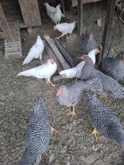 Amrox leghorn kohút