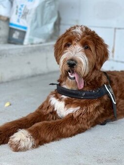 Goldendoodle na krytie