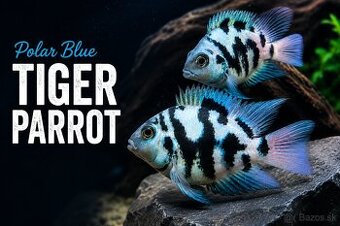 Polar blue parrot