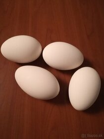 Predám husacie vajcia - vyfúknuté, vydutky, výfuky