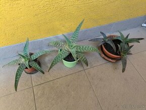 Aloe Vera - rastlinky - 1