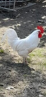 Kohút leghorn lakenfeld