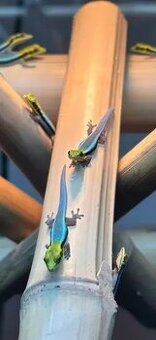 Phelsuma klemmeri