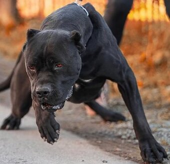 Bandog na krytie