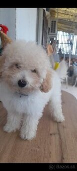 Pudel