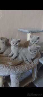 Britské mačiatka(všetky rezervovane)