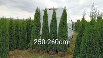 Tuja Smaragd, vavrínovec, červienka, gaštan - Rožňava
