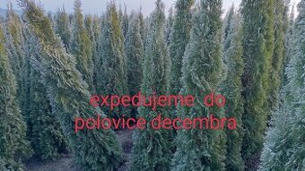 Tuja Smaragd, vavrínovec, červienka, gaštan - Rožňava - 1