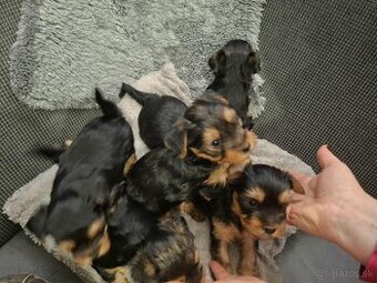 Predám Yorkshire šteniatka...