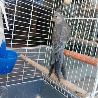 Ručne dokrmeny samec korely