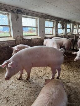 2,4 €/kg Jatočné výkrmové ošípané
