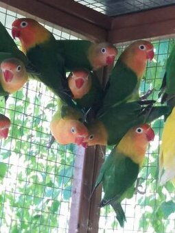 Agapornis Samička aj Samček 2025