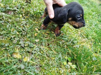 Šteniatka jazvečíka