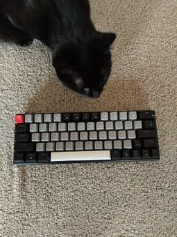 Whiteshark wakizashi