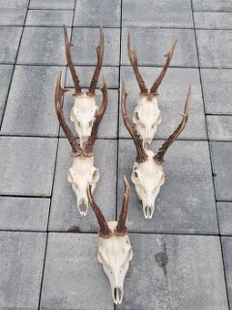 Srnce, parohy, trofeje