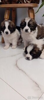 Šteňatá bernardínov