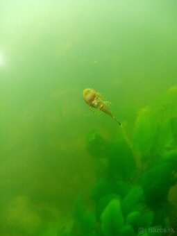 Predám prísavníky