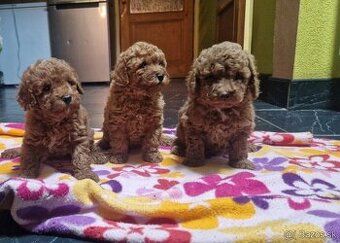 pudel trpasličí s PP