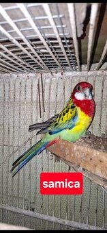 Predám rozely pestré