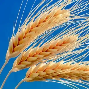 Pšenica, jačmeň predaj