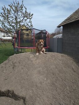 American bully fenka