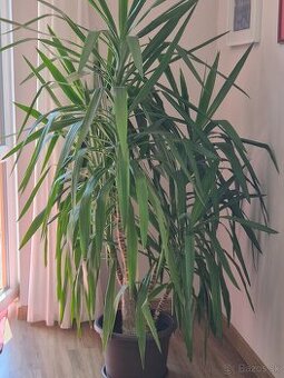 Predám 180cm juku