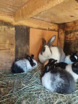 Ponúkam na predaj samicu šarišskú obrovitu