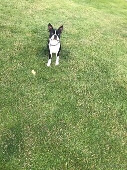 Boston Terrier