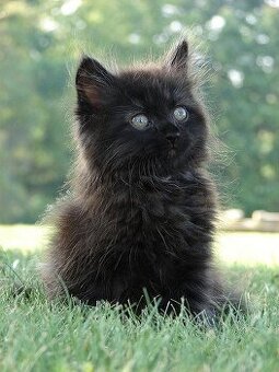 Darujeme mačiatka do dobrých rúk 🐾