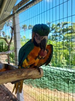 Manažér zooparku (Dominikánska republika)