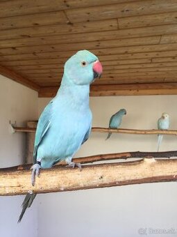 ALEXANDER MALÝ MODRÝ