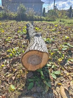 Predám kmene z orecha