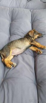 JAZVEČÍK hrubosrsty - 3 mes. šteňa