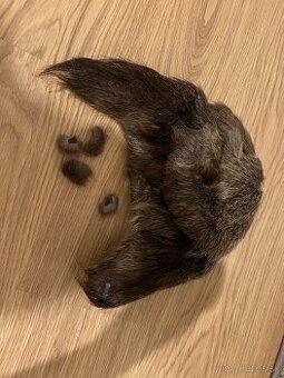 Baranica kožušina kožušinova ciapka práva kožušina líška asi