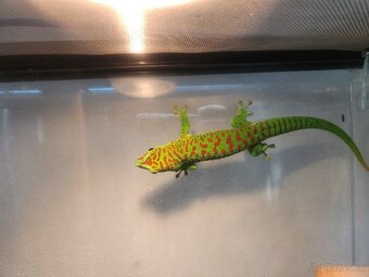 Phelsuma madagascar HR