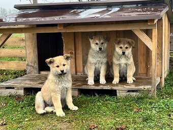 Darujem šteniatka (matka - Akita Inu)