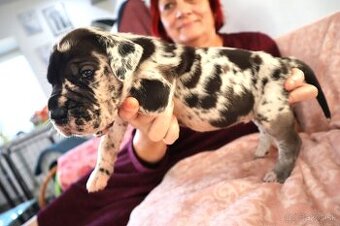 Nemecká doga šteniatka s PP FCI Harle Černá po šampiónoch