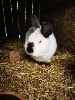 predam samca kalifornsky kralik