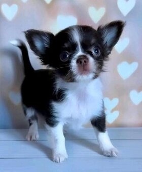 Štěňata čivavy hledají domov.