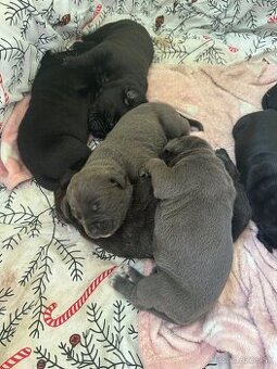 cane corso stenata na predaj