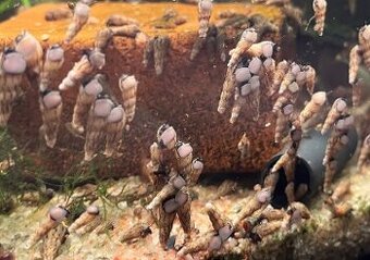 Vežovky malajské, živé krmivo, rastliny, medaky, šťukovce