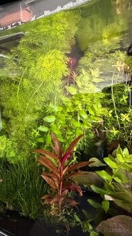 Rastlinky z prestrihu