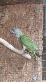 Papagáj Senegalský - 1