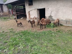 Kamerunské ovce, predaj - 1