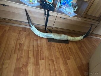 Predam rohy Kong horn
