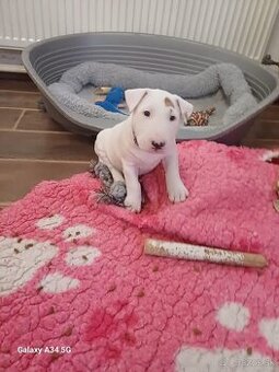 Bullterrier/Bulterier