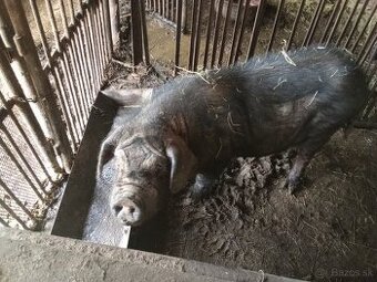 Vietnam-Čínske klapouch