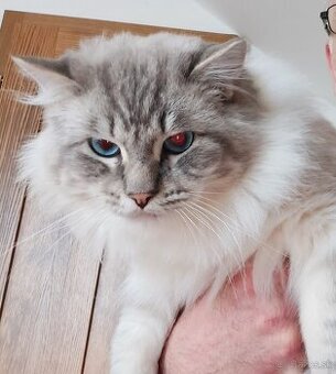 Ponukam kocura ragdoll na krytie
