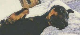 Doberman na krytie