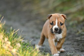 Americký stafordšírsky teriér s pp